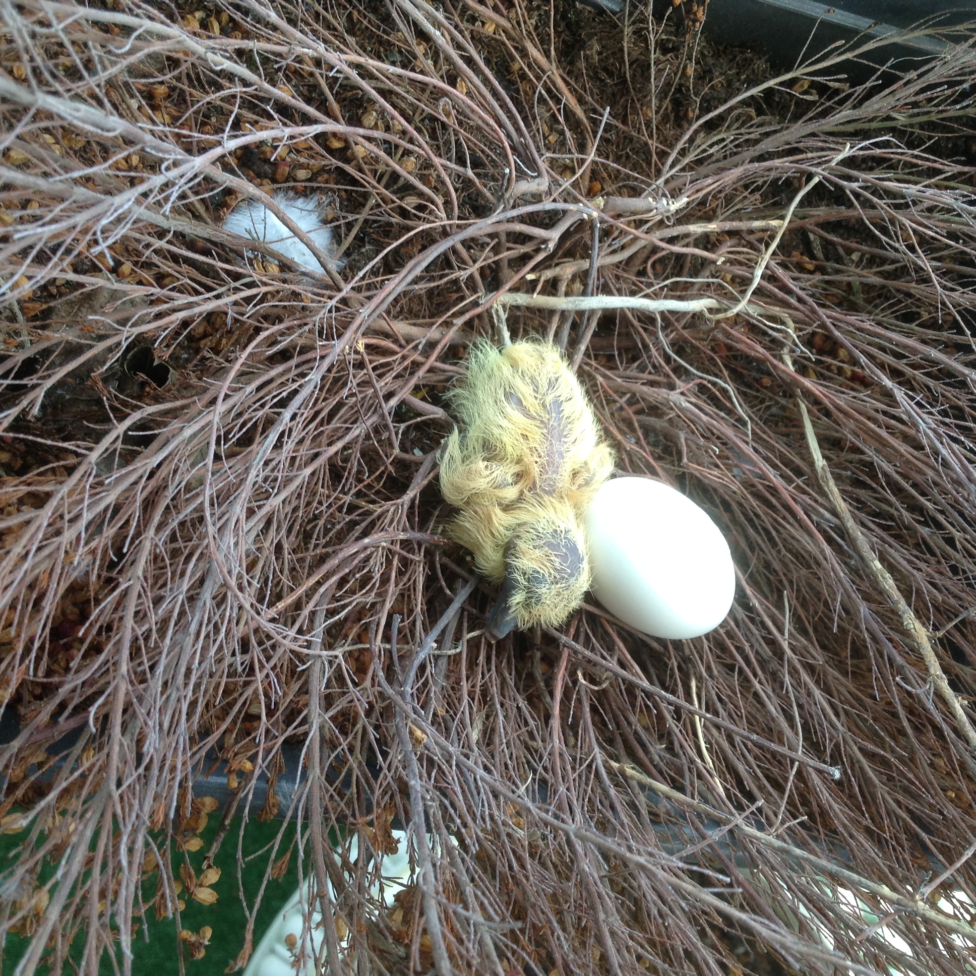 Prince Top 40 op Radio Veronica